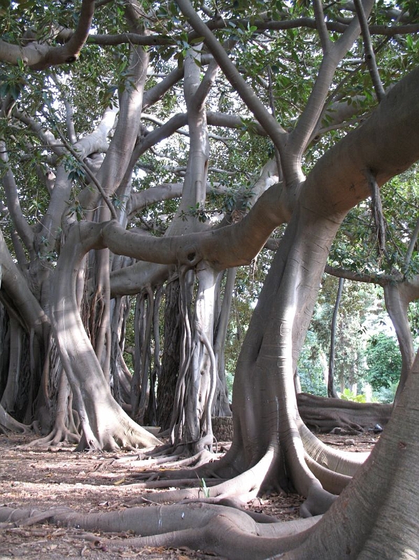 PALERME - jardin botanique (14) Ficus Magnolia.jpg